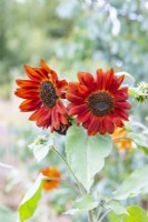 Helianthus 'Velvet Queen' - Sunflowers