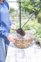 Woman filling the basket with compost