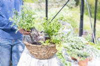 Woman planting Lobelia 'Hot Tiger' in basket