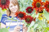 Woman picking Helianthus 'Velvet Queen' - Sunflowers