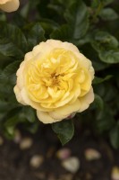 Rosa 'Lampion' rose