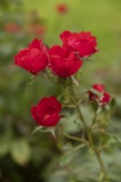 Rosa 'Berliner Schloss' rose