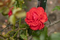 Rosa 'Uetersener Rosenkonigin' rose