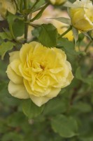 Rosa 'Sterntaler' rose