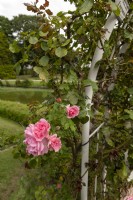 Rosa 'Uetersens Rosenprinzessin' rose