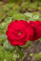 Rosa 'Dublin Bay' rose