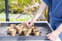 Woman sowing sunflower seeds in the fibre pots