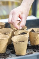 Woman sowing sunflower seeds in the fibre pots