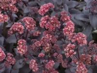 Sedum telephium 'Purple Emperor' -Ice plant