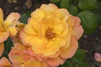 Rosa 'Philippe Noiret' rose