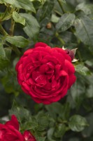 Rosa 'Out of Rosenheim' rose
