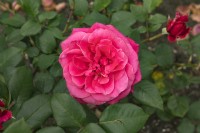 Rosa 'Charisma' rose