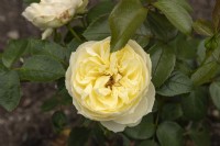 Rosa 'Wedding piano' rose