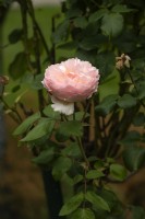 Rosa 'Duftjuwel' rose