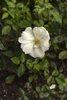 Rosa 'Schneeflocke' rose