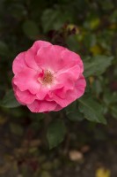 Rosa 'Romanze' rose
