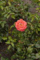 Rosa 'Sommersonne' rose