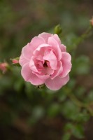 Rosa 'Sommerwind' rose