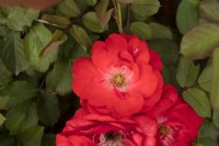 Rosa 'Schloss Mannheim' rose