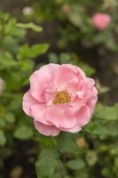 Rosa 'Rosenprofessor Sieber' rose