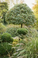 A tiered variegated holly surrounded by clipped box and ornamental grasses in a country garden in November