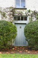 Front door flanked by clipped Phillyrea latifolia in November
