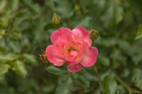 Rosa 'Maxi Vita' rose
