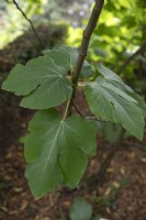 Ficus Carica 'Brown Turkey' fig