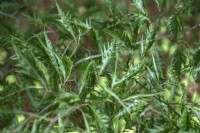 Ficus sylvatica 'Asplenifolia' European beech