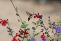 Hummingbird hawkmoth - Macroglossum stellatarum feeding on red salvia