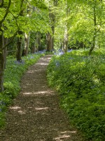Pathway through beech trees into bluebell wood
