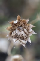 Astrantia 'Buckland' seed head