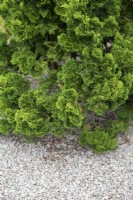 Chamaecyparis obtusa 'Nana gracilis' - Hinoki cypress foliage