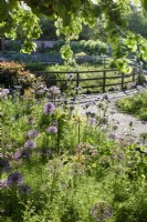 Naturalistic planting in the walled garden at Doddington Hall in May including alliums and phacelia.