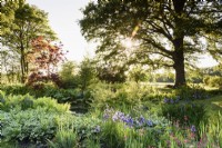 Bog garden at Doddington Hall in May full of  irises, hostas and candelabra primulas.