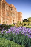 Iris 'Topolino' in the West Garden at Doddington Hall near Lincoln in May 