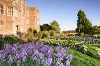 The West Garden at Doddington Hall near Lincoln in May where a box parterre is full of bearded irises including Iris 'Topolino'