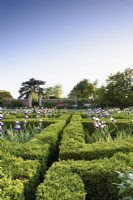 The West Garden at Doddington Hall near Lincoln in May where a box parterre is full of bearded irises