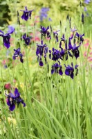 Dark form of Iris ensata in May