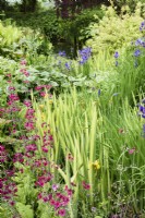 Bog garden planted with magenta Primula pulverulenta, Iris pallida 'Variegata' and Iris sibirica in May
