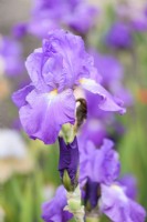 Iris 'Whernside' in May