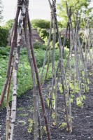 Line of hazel wigwams with climbing French beans in the walled kitchen garden at Doddington Hall in May