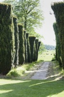 Yew avenue at Doddington Hall near Lincoln in May