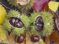 Castanea sativa - Sweet chestnut showing nuts in opening  pod
