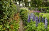Lupinus 'The Governor' and Candelabra primula in borders at Parcevall Hall Gardens in June