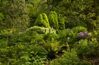 Spruce trees, pines and ferns in the rock garden at Parcevall Hall in June