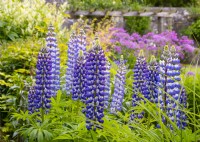 Lupinus 'The Governor' in a border at Parcevall Hall in June