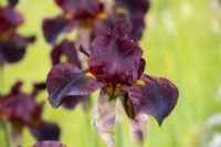 Iris 'Solid Mahogany', a bearded Iris covered with raindrops.