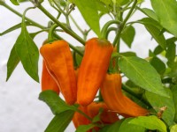 Capsicum - Chilli Orange Spice