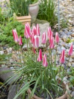 Tulipa 'Lady Jane' planted in pot placed in dry garden of stones.
